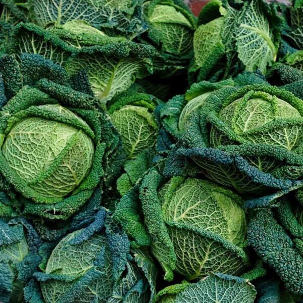 Chou Vert Frisé BIO - 1 pièce