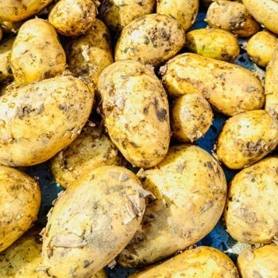 PDT à tout faire BIO - 1kg