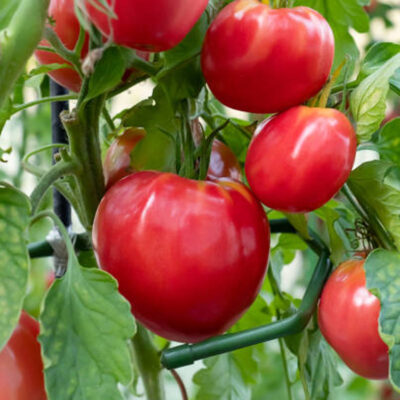 Tomates BIO Cœur de Bœuf- 500g