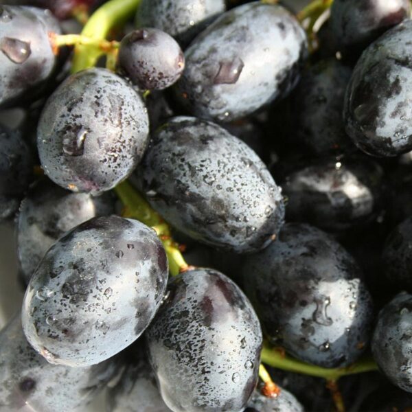 Raisin noir BIO - 250g