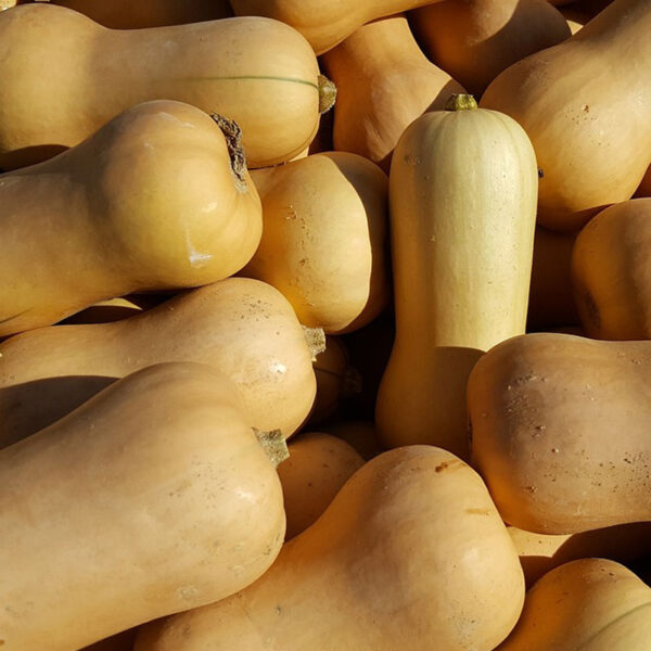 Butternut BIO - 1 pièce / 1kg